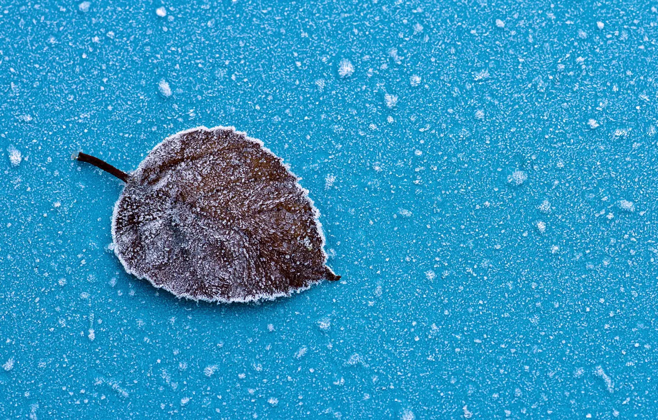 Photo wallpaper frost, leaves, macro