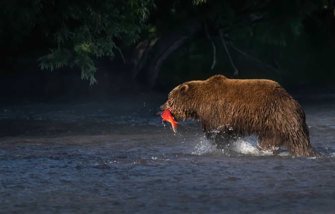 Photo wallpaper fishing, fish, bear, pond, mining