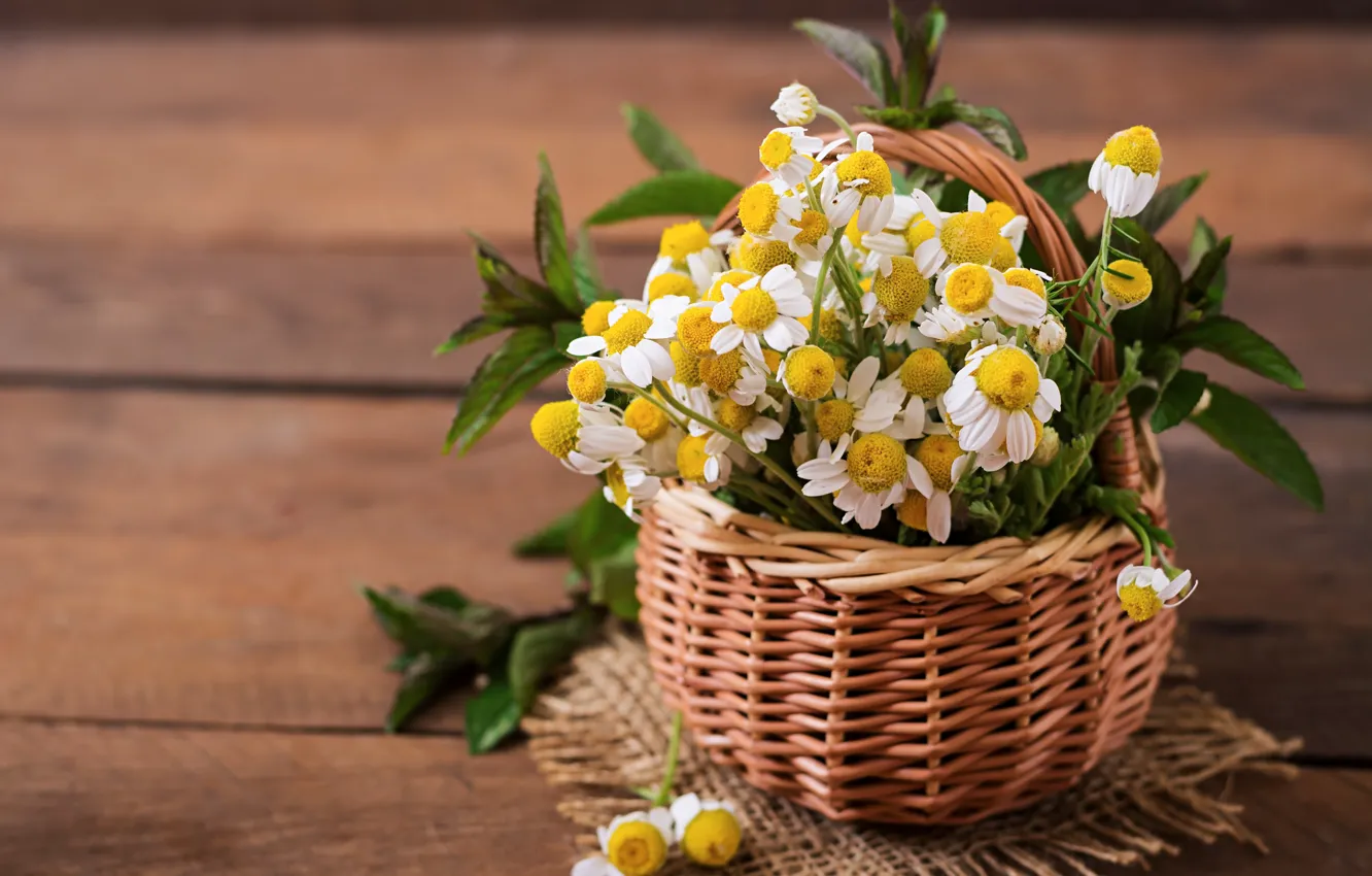 Photo wallpaper flowers, basket, bouquet, Daisy, mint