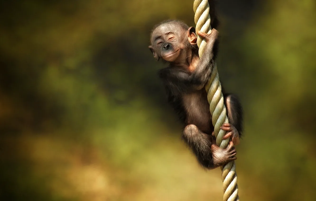 Photo wallpaper monkey, rope, cub