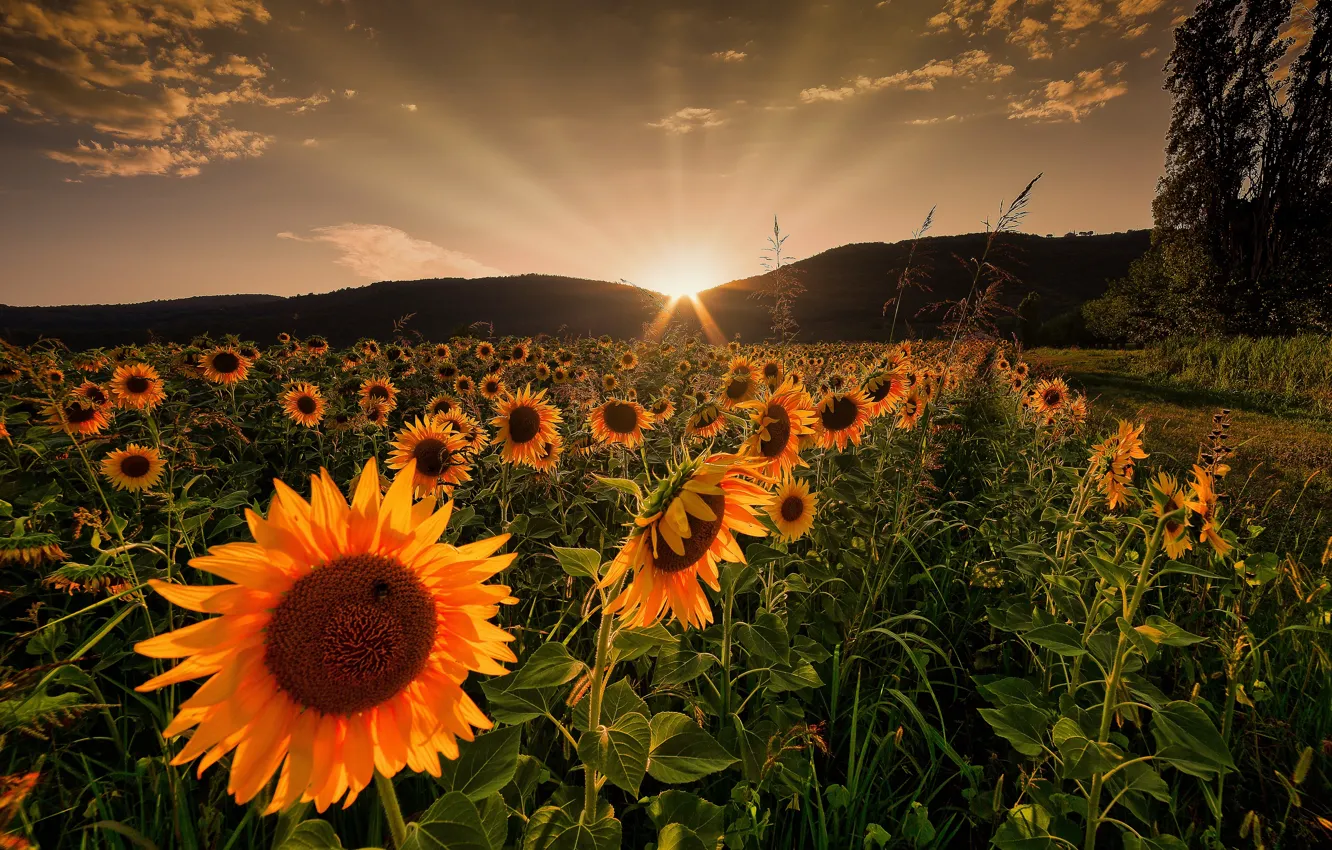 Photo wallpaper field, the sky, the sun, trees, sunflowers, dawn