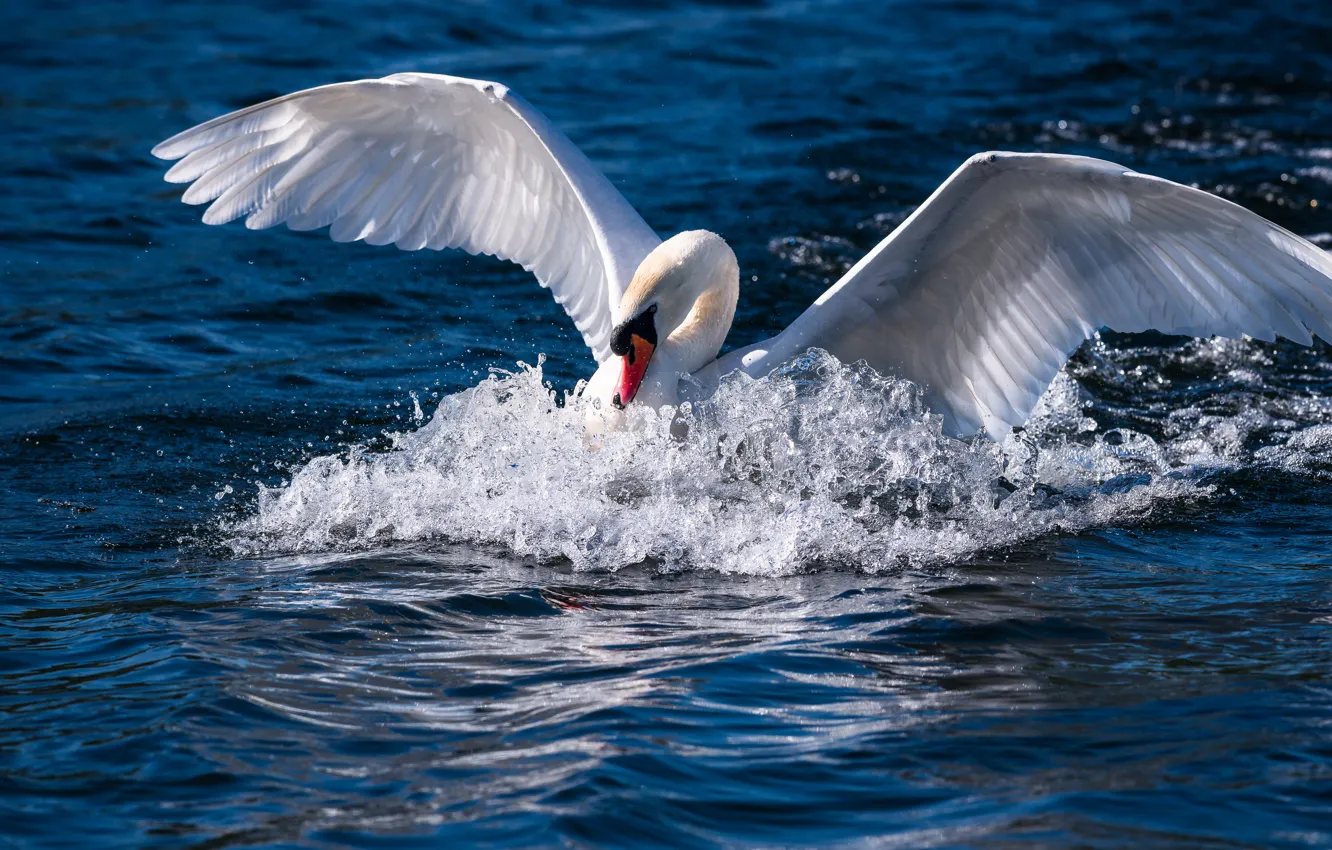 Photo wallpaper water, squirt, bird, wings, swans, the rise, pond, stroke