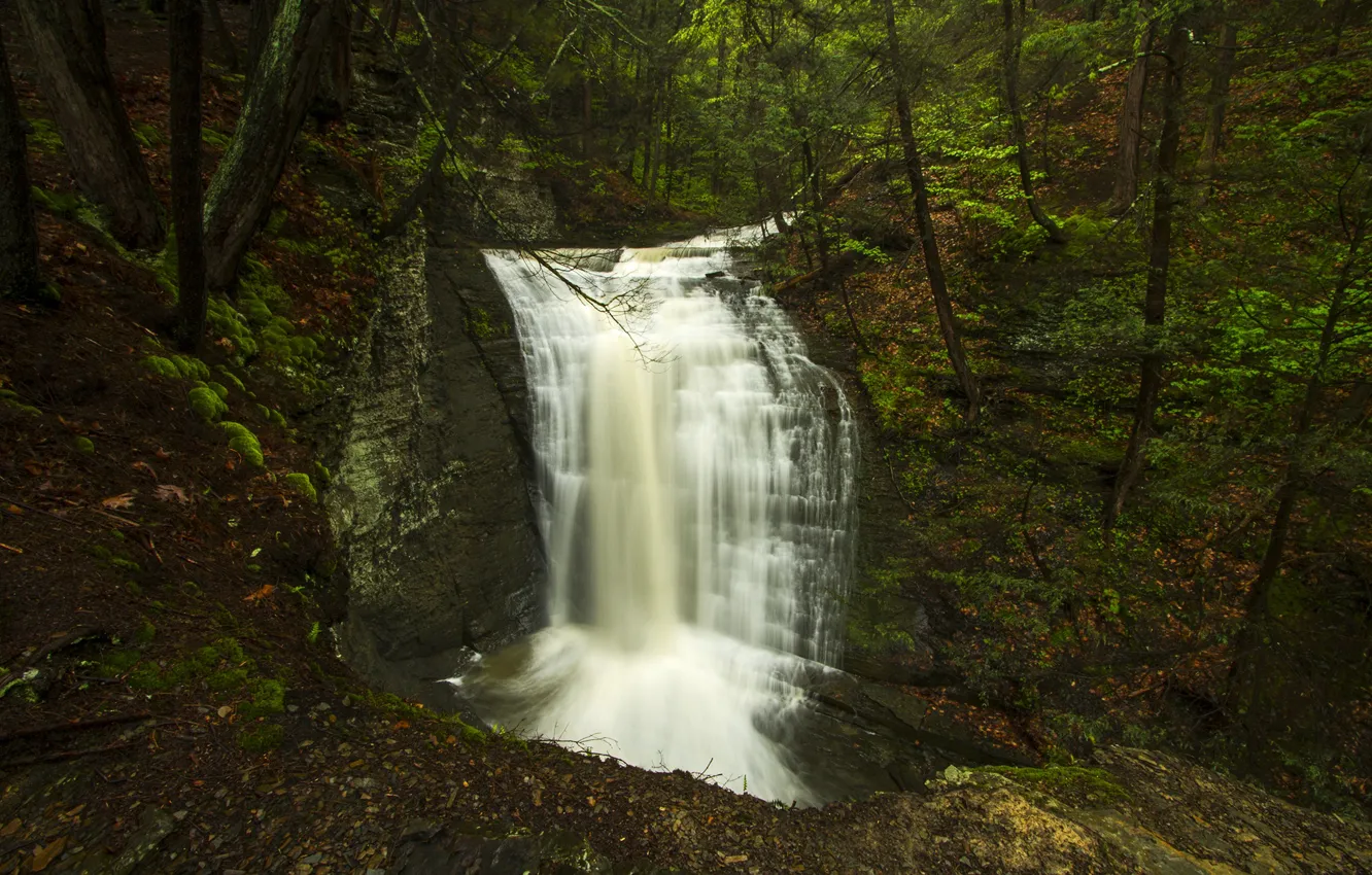 Photo wallpaper forest, trees, stones, waterfall