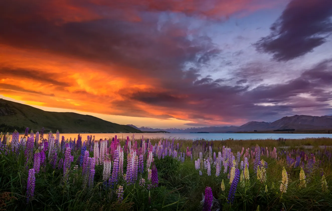 Photo wallpaper sea, sunset, flowers, shore, lupins