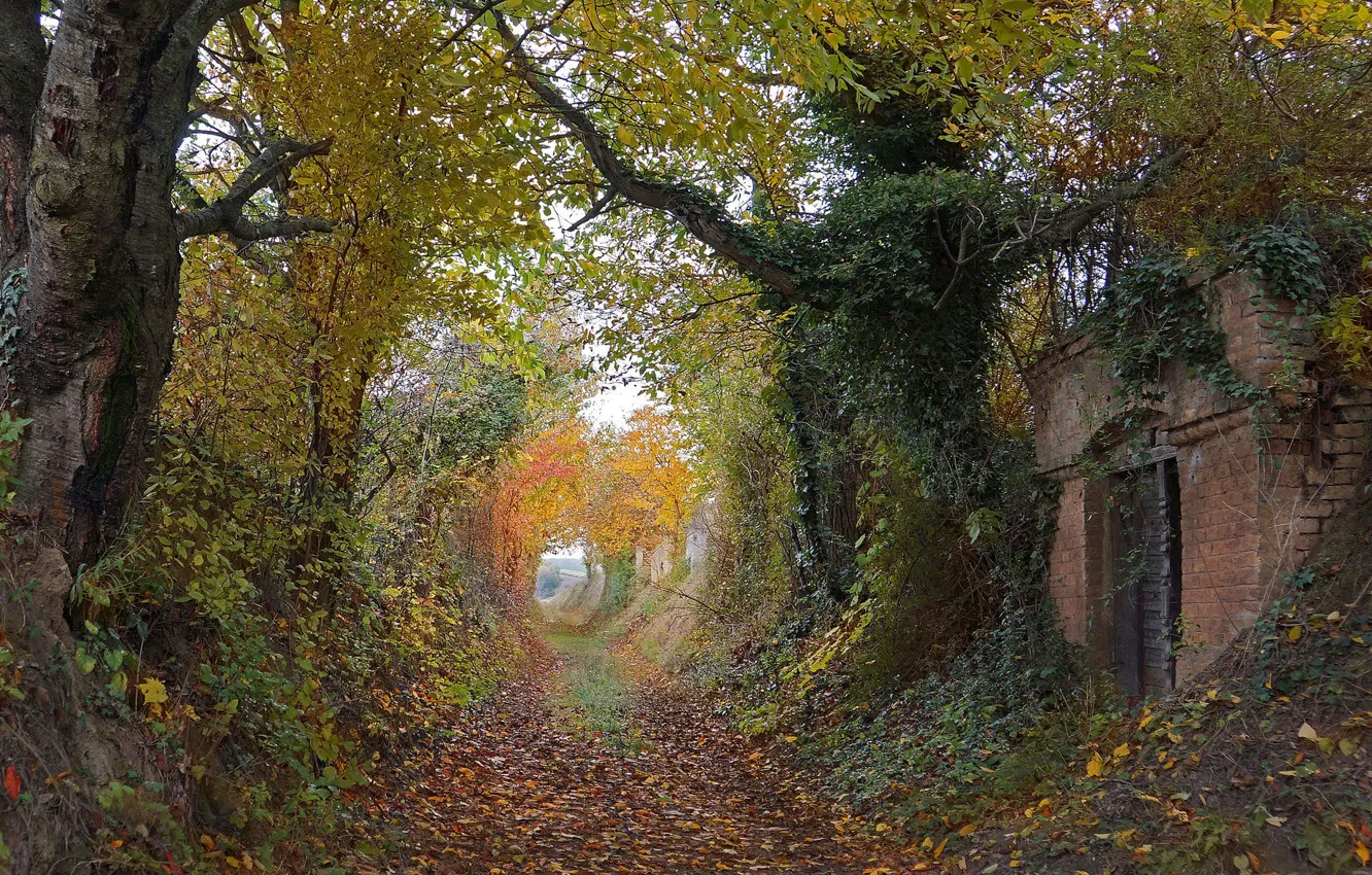 Photo wallpaper trees, autumn, leaves, way, pathway, autumn colors, countryside, path