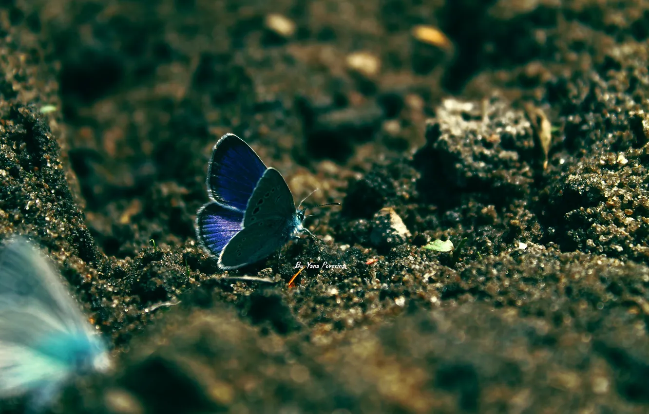 Photo wallpaper sand, blue, butterfly