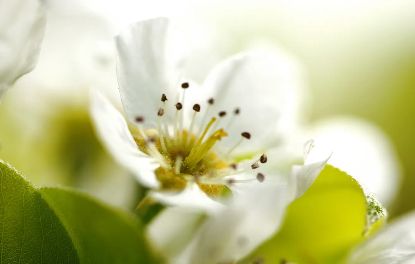 Photo wallpaper white, macro, flowers, petals, stamens, Apple