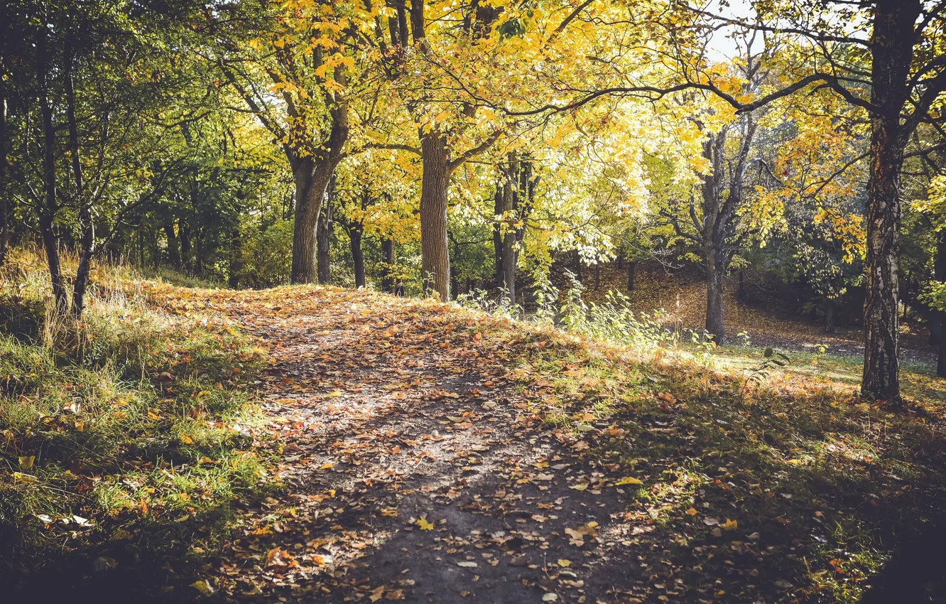 Photo wallpaper grass, leaves, trees, branches, the way, sunlight