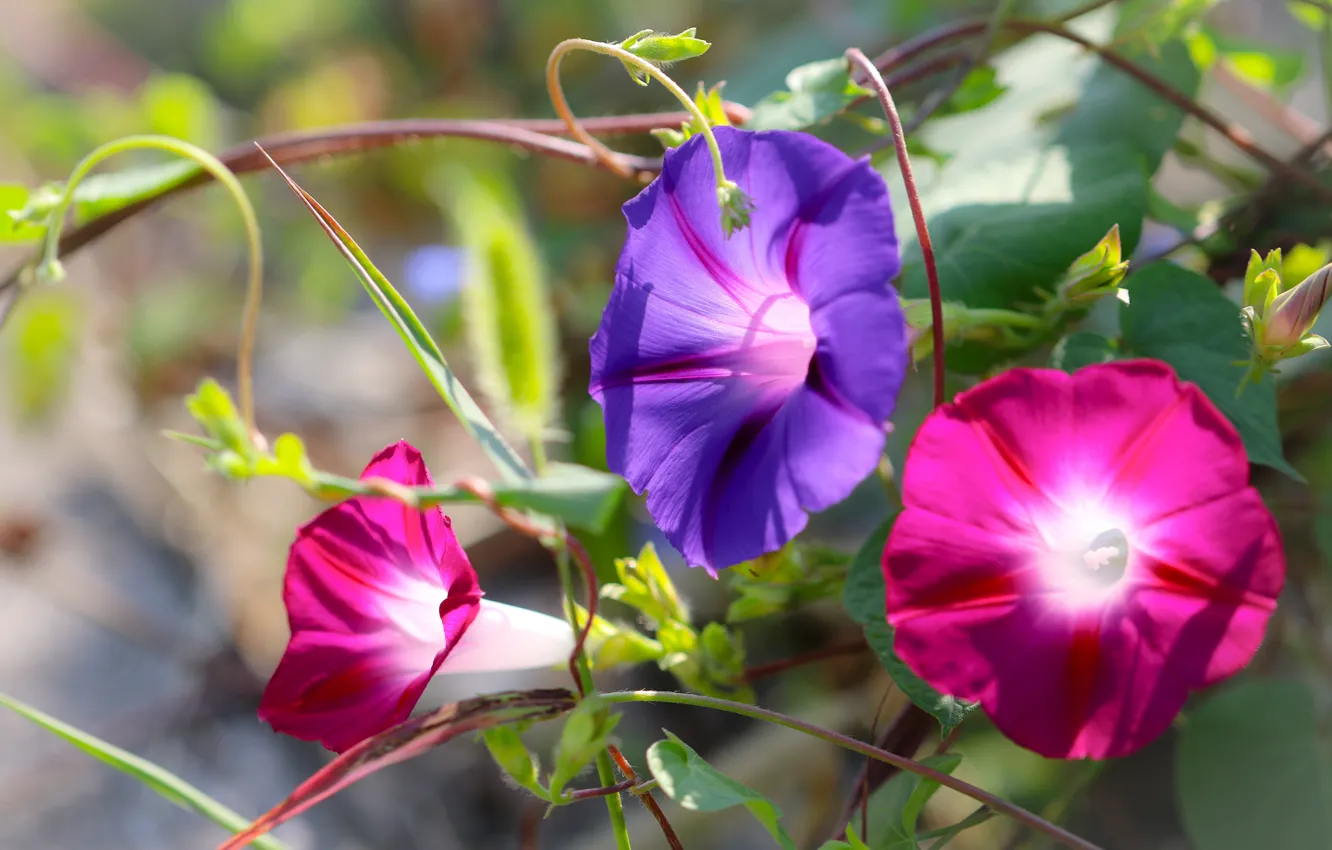 Photo wallpaper flowers, pink, lilac, vines, bindweed, morning glory