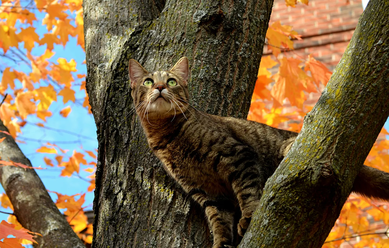 Photo wallpaper Tree, Cat, Autumn, Fall, Tree, Autumn, Cat