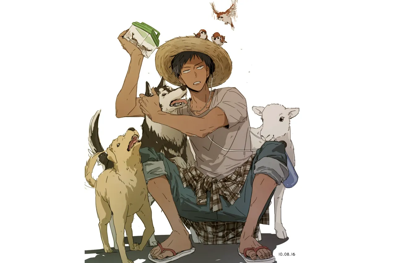 Photo wallpaper box, bird, dog, hat, Kuroko's basketball, Amine Dykes, Kuroko no baske