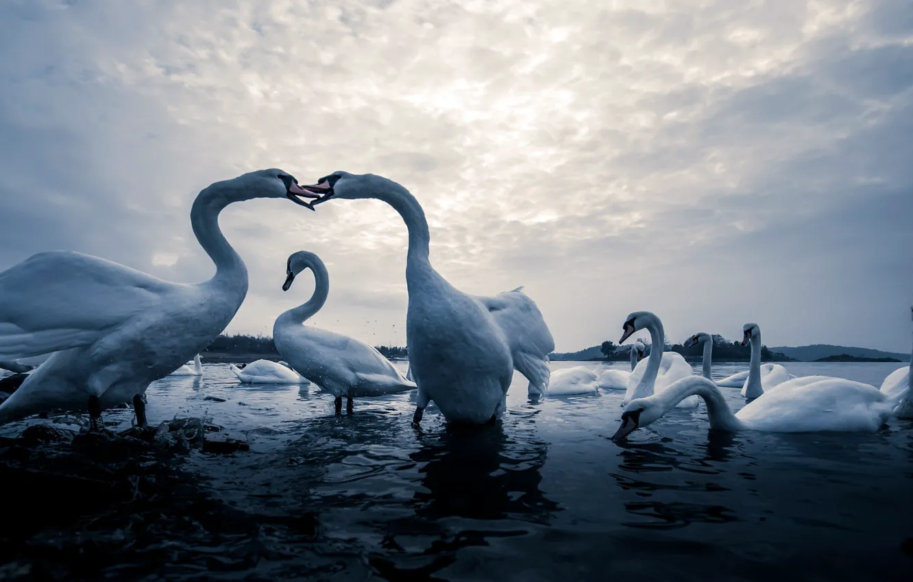 Photo wallpaper nature, lake, swans