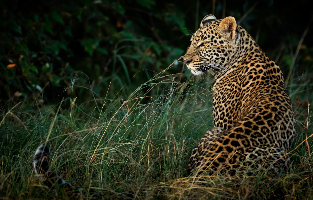 Photo wallpaper grass, look, nature, the dark background, leopard, profile, sitting