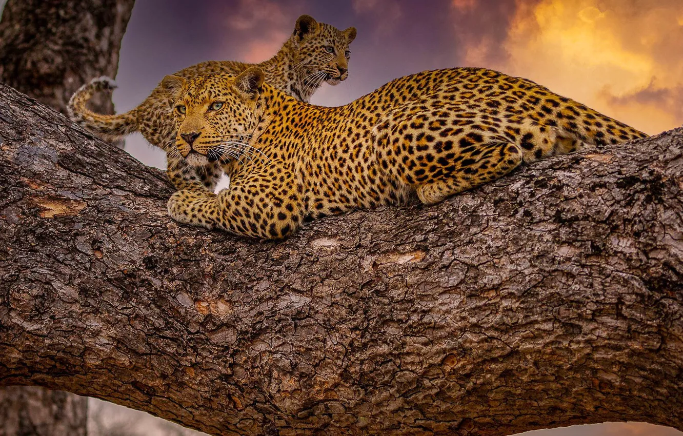 Photo wallpaper sunset, cub, wild cats, on the tree, leopards