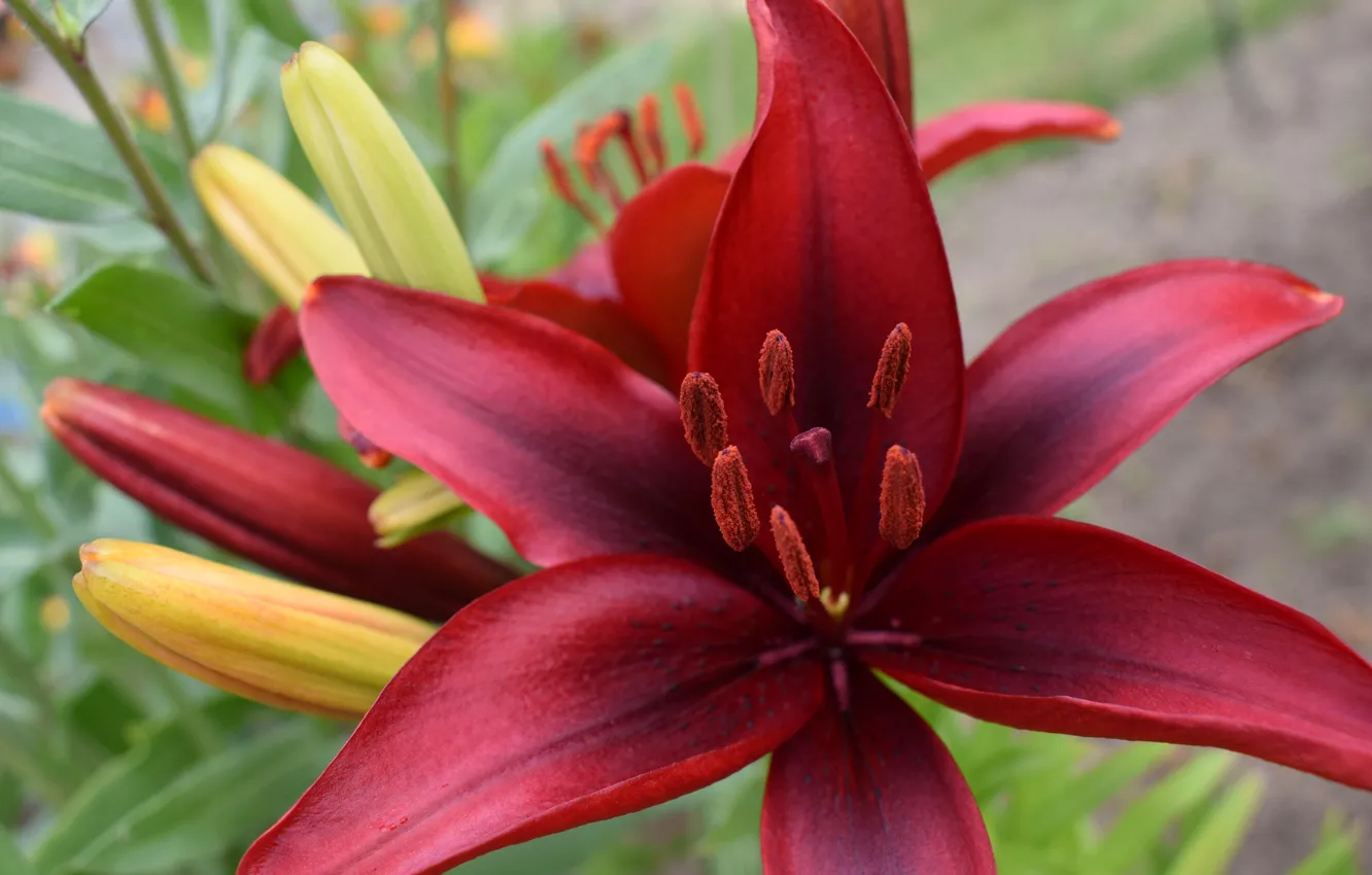 Photo wallpaper flowers, red, Lily
