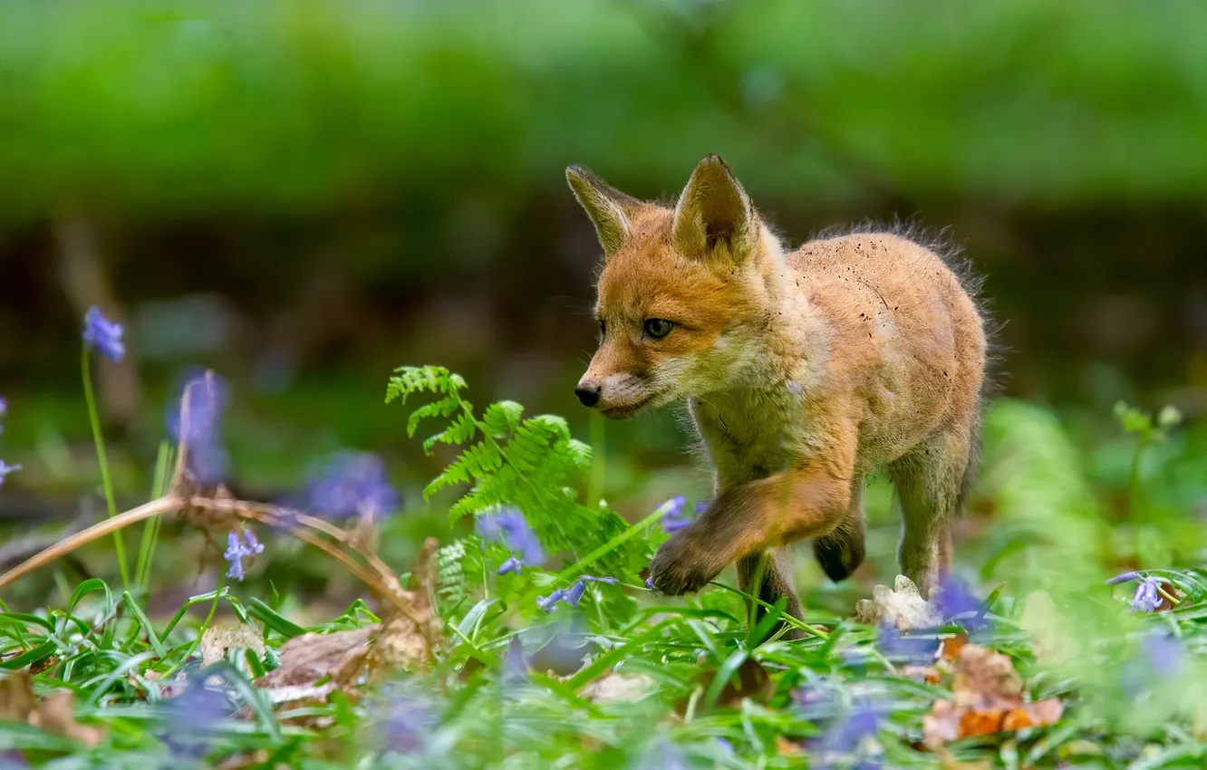 Photo wallpaper grass, flowers, Fox, red, cub, bokeh, Fox