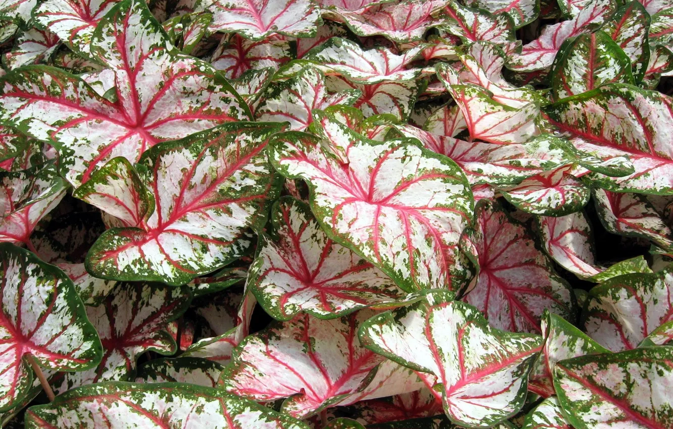 Photo wallpaper leaves, colored, pink