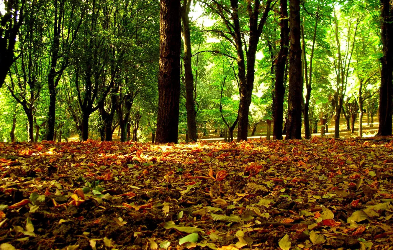 Photo wallpaper forest, leaves, trees, Autumn