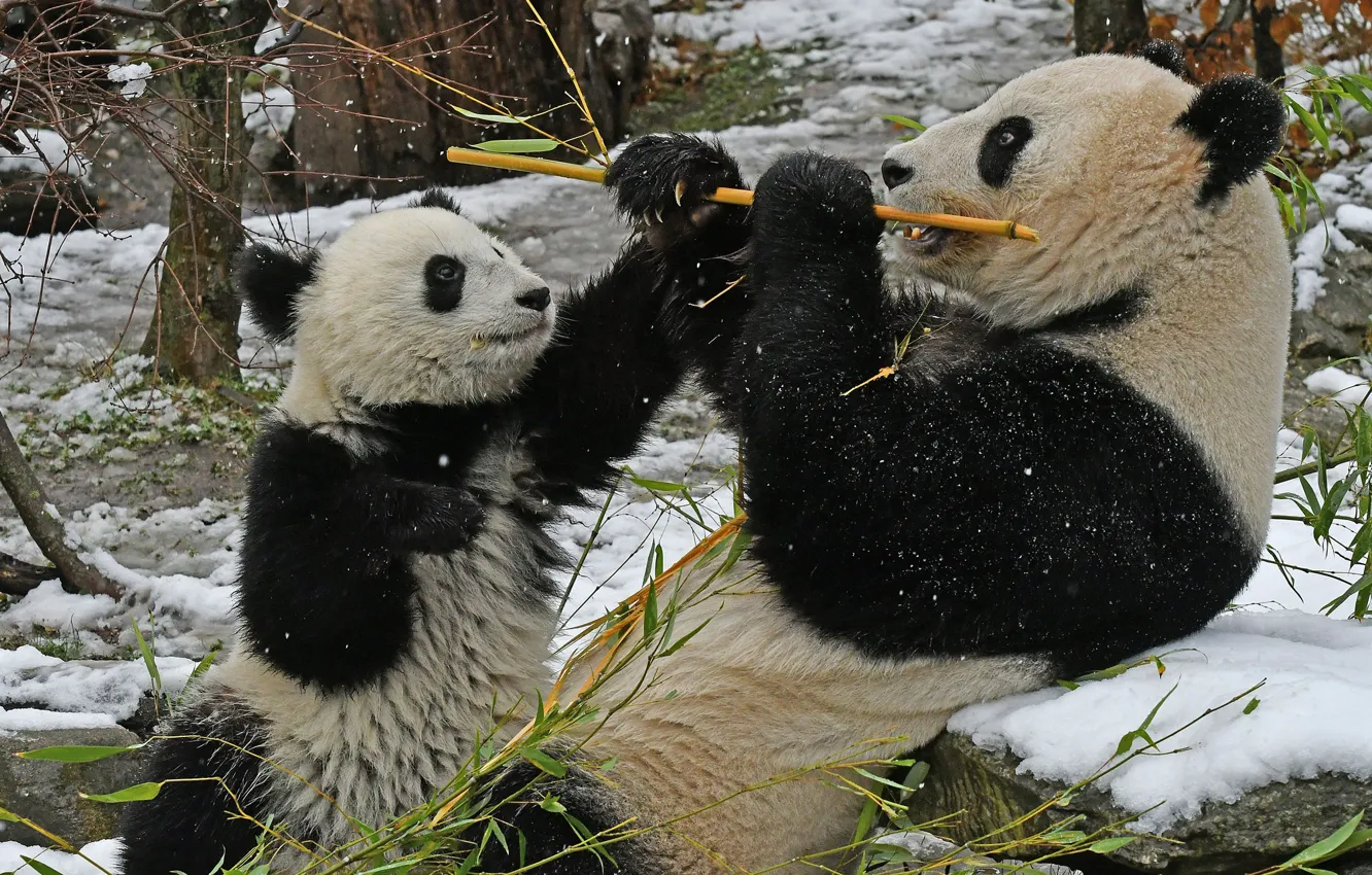 Photo wallpaper snow, bamboo, Panda, cub