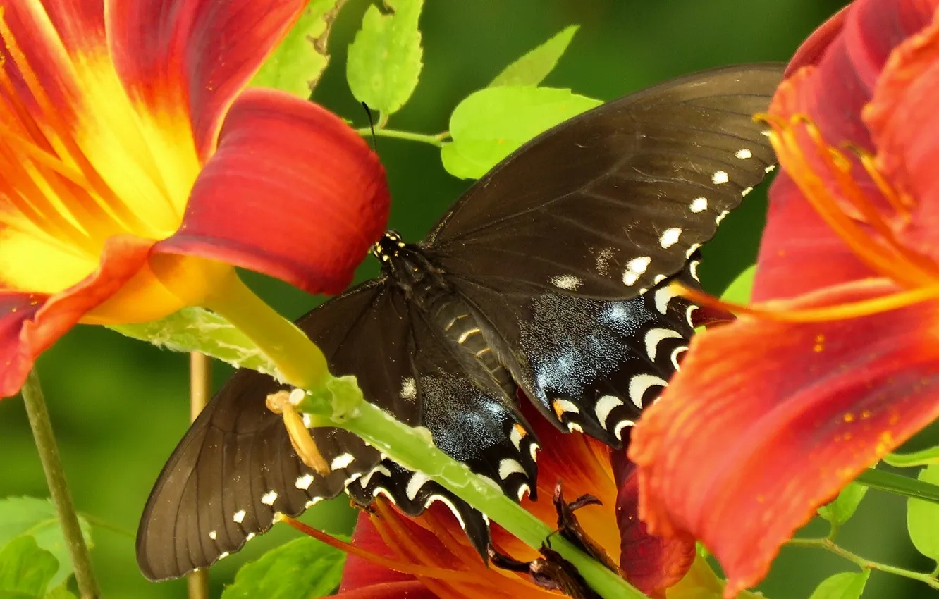 Photo wallpaper macro, flowers, butterfly, Lily, Papilio Glaucus