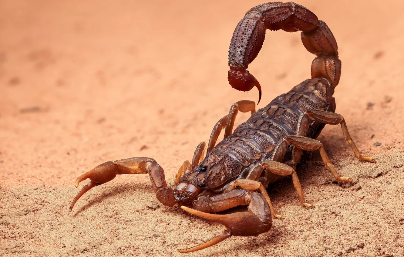 Photo wallpaper sand, spider, Scorpio