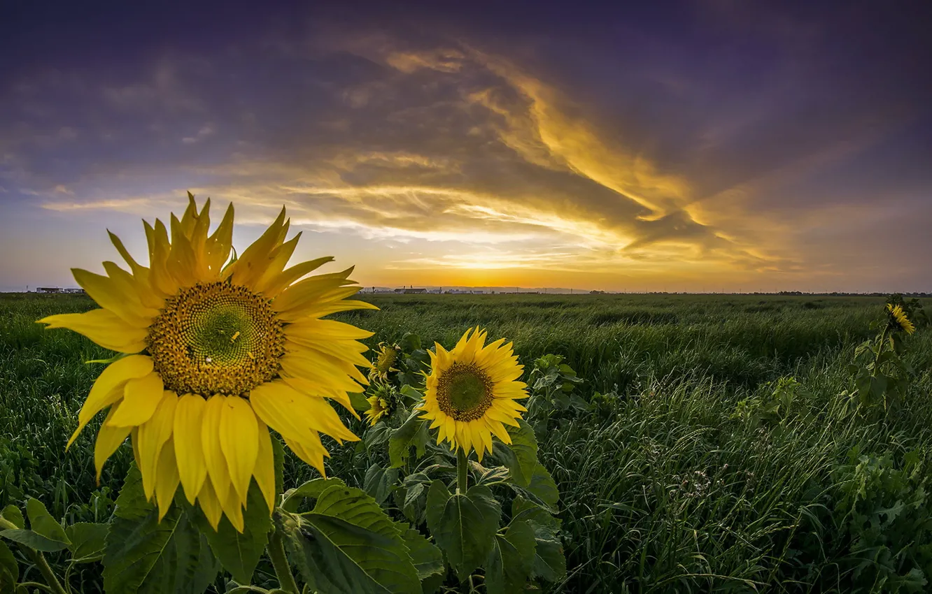 Photo wallpaper sunset, nature, sunflower