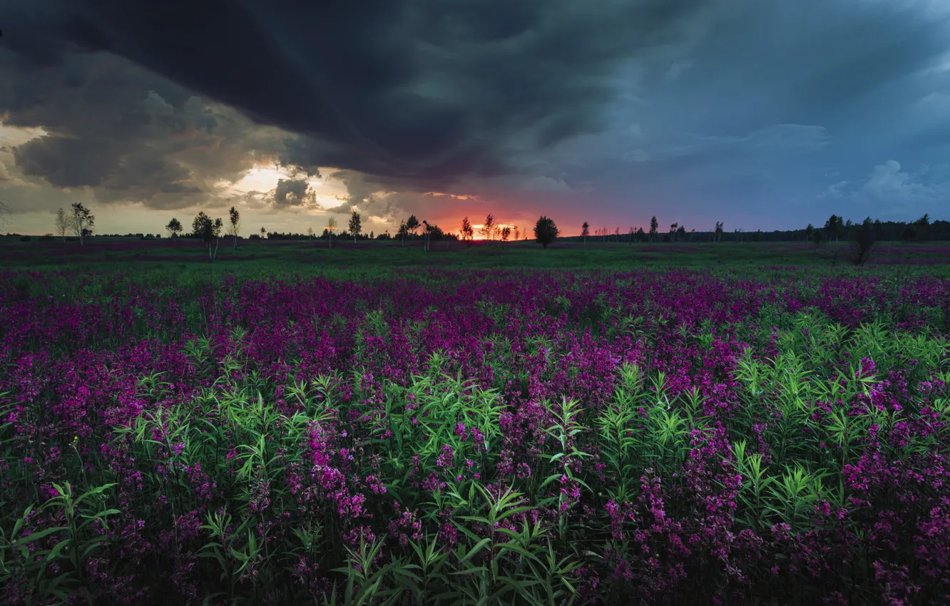 Photo wallpaper field, grass, landscape, sunset, clouds, nature, Nikolay Brytkov