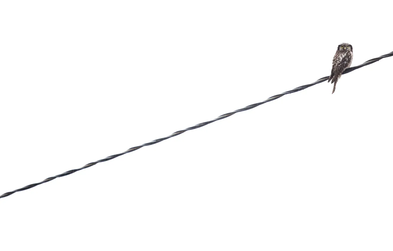 Photo wallpaper background, owl, bird