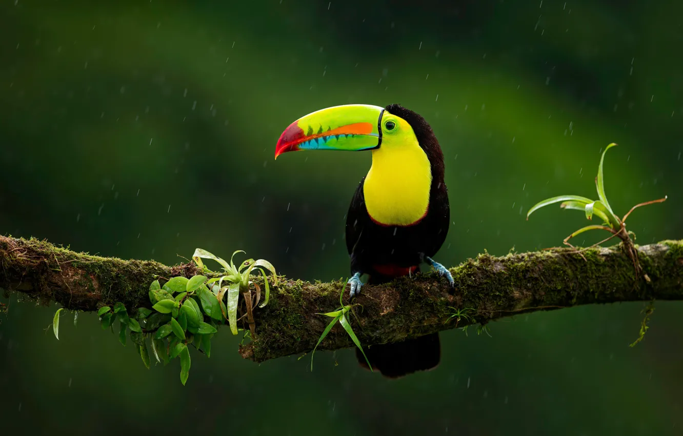Photo wallpaper branches, the dark background, rain, bird, Toucan