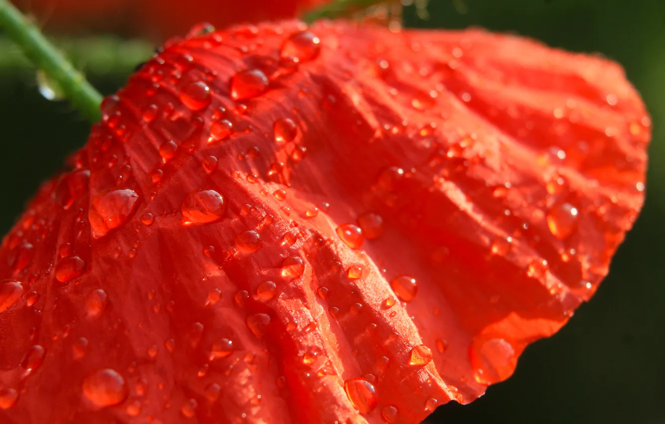 Photo wallpaper red, drops, poppy