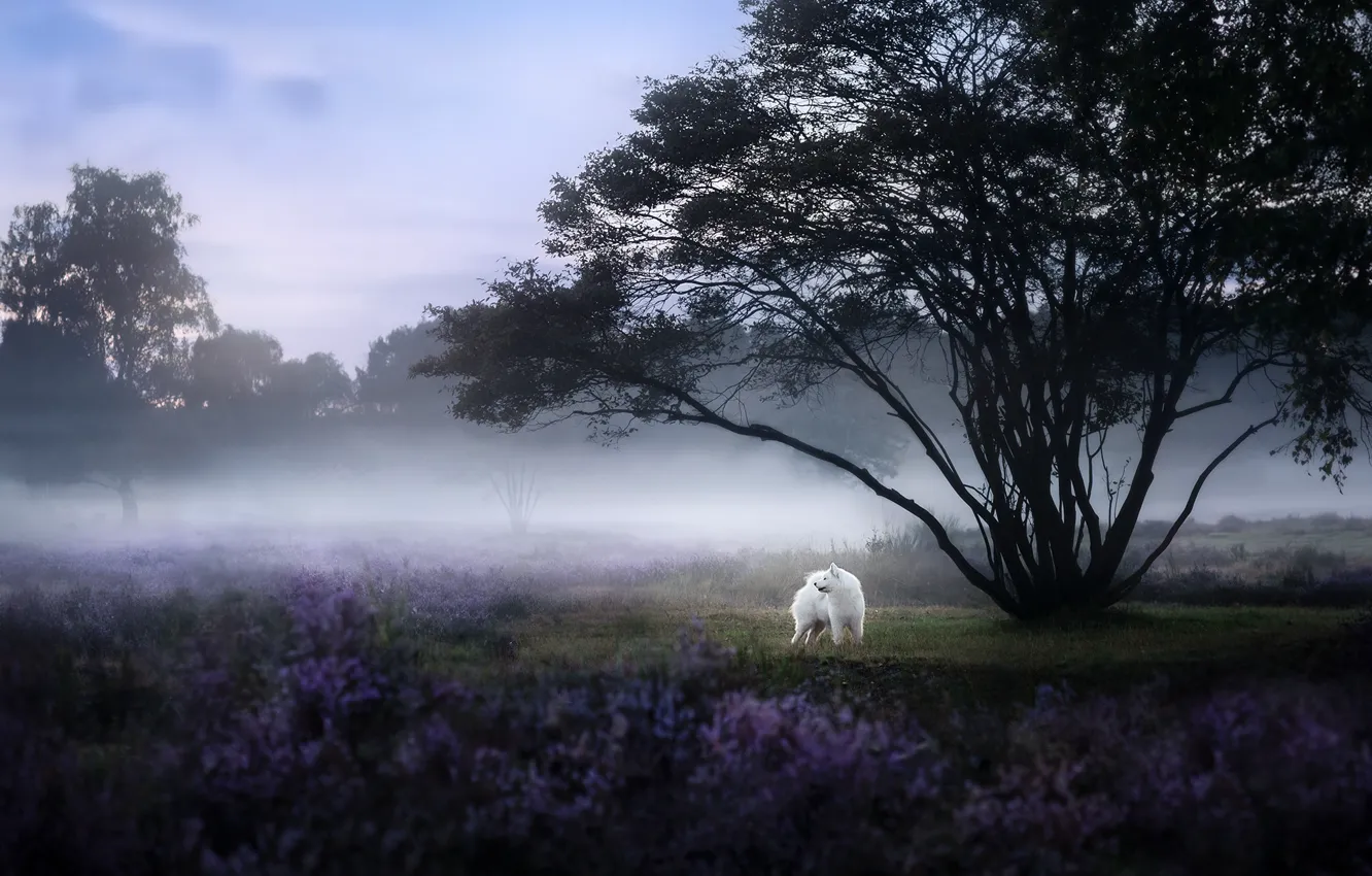 Photo wallpaper white, look, nature, pose, dog, face, Samoyed