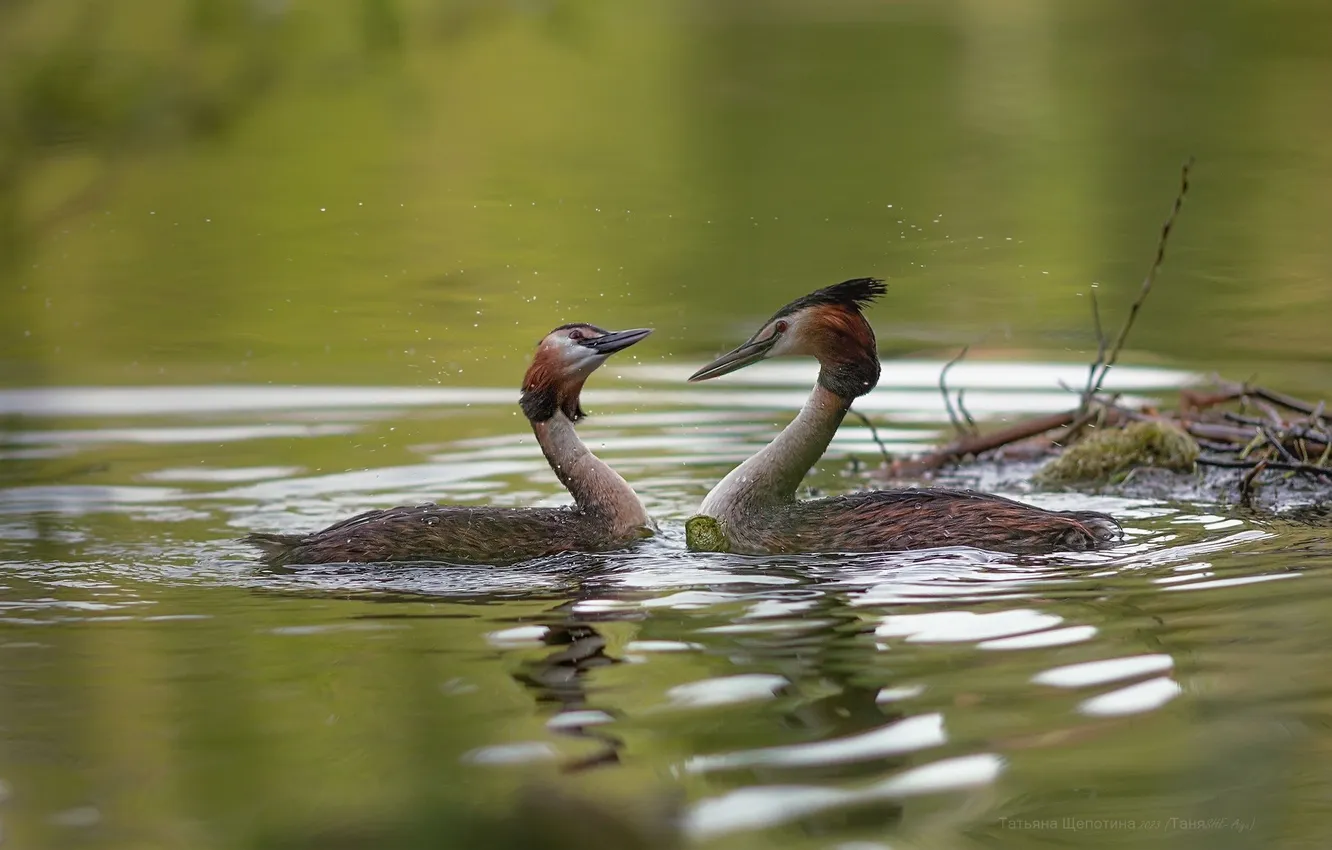 Photo wallpaper two, The great crested grebe, Tatiana Shchepotina