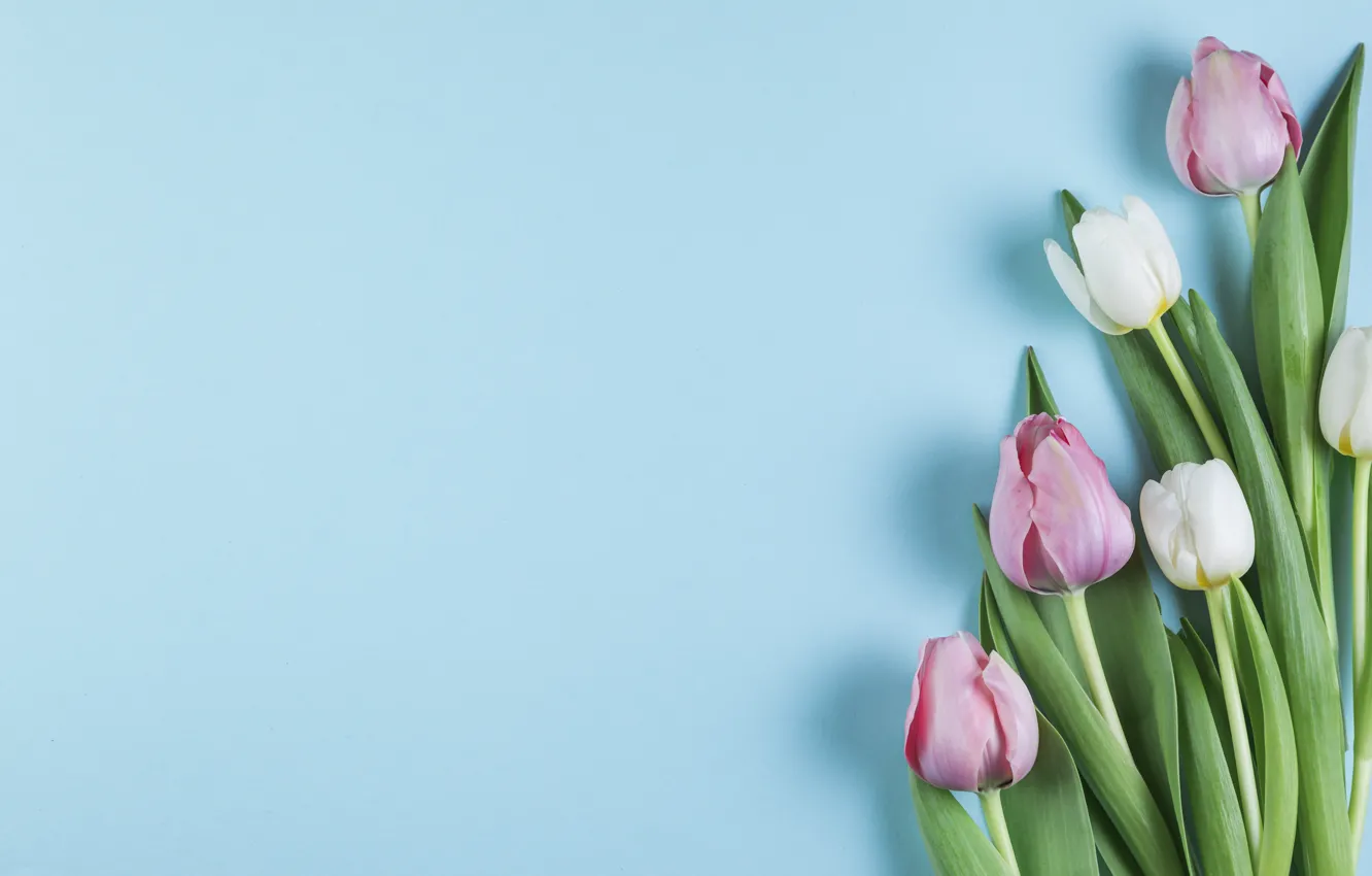 Photo wallpaper flowers, tulips, pink, white, white, pink, flowers, beautiful