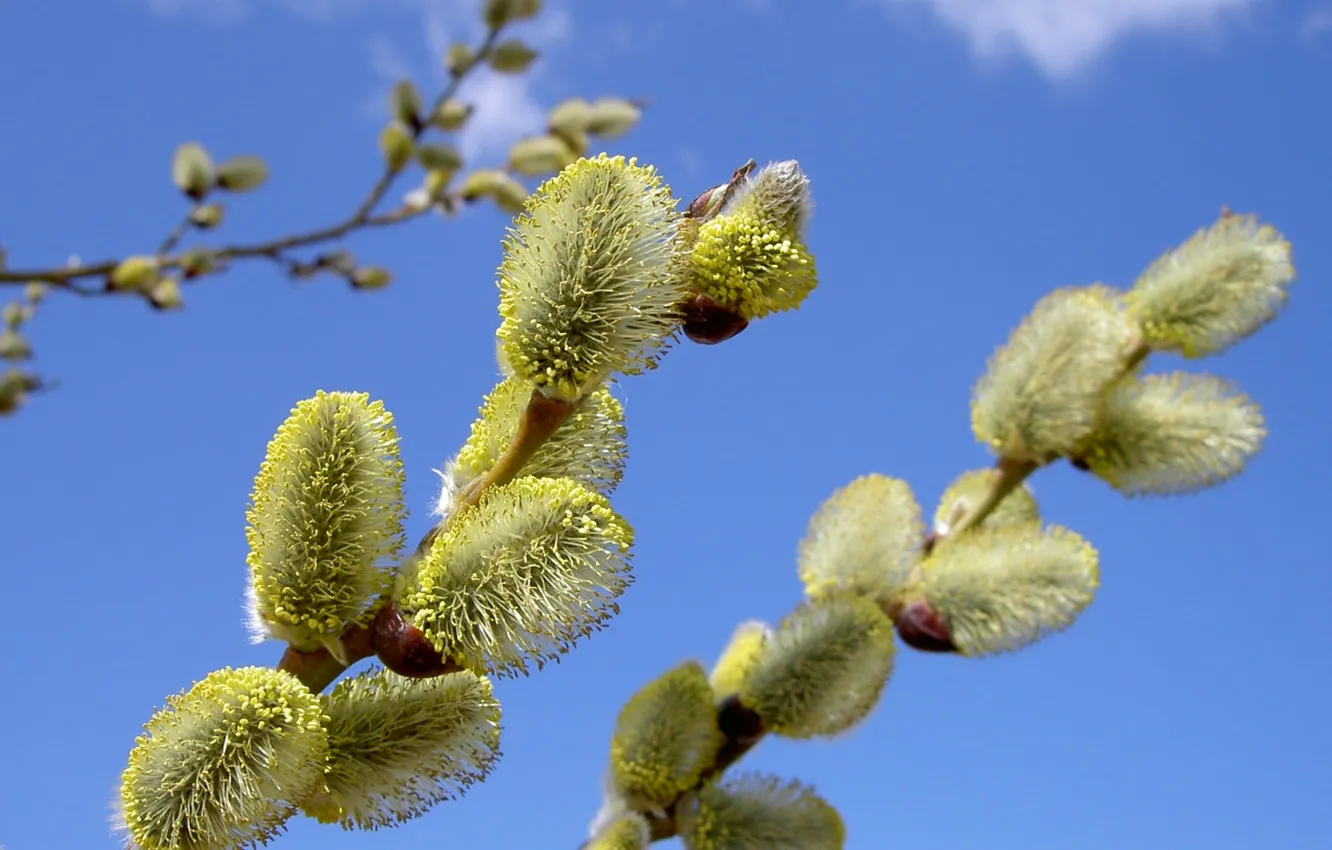 Photo wallpaper the sky, flowers, branches, nature, spring, Verba