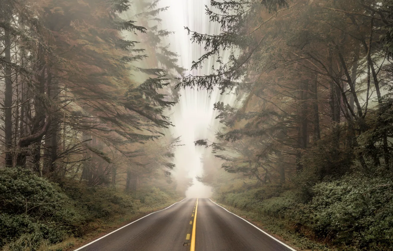 Photo wallpaper forest, road, landscapes, fog, bushes, blur, asphalt, distortion