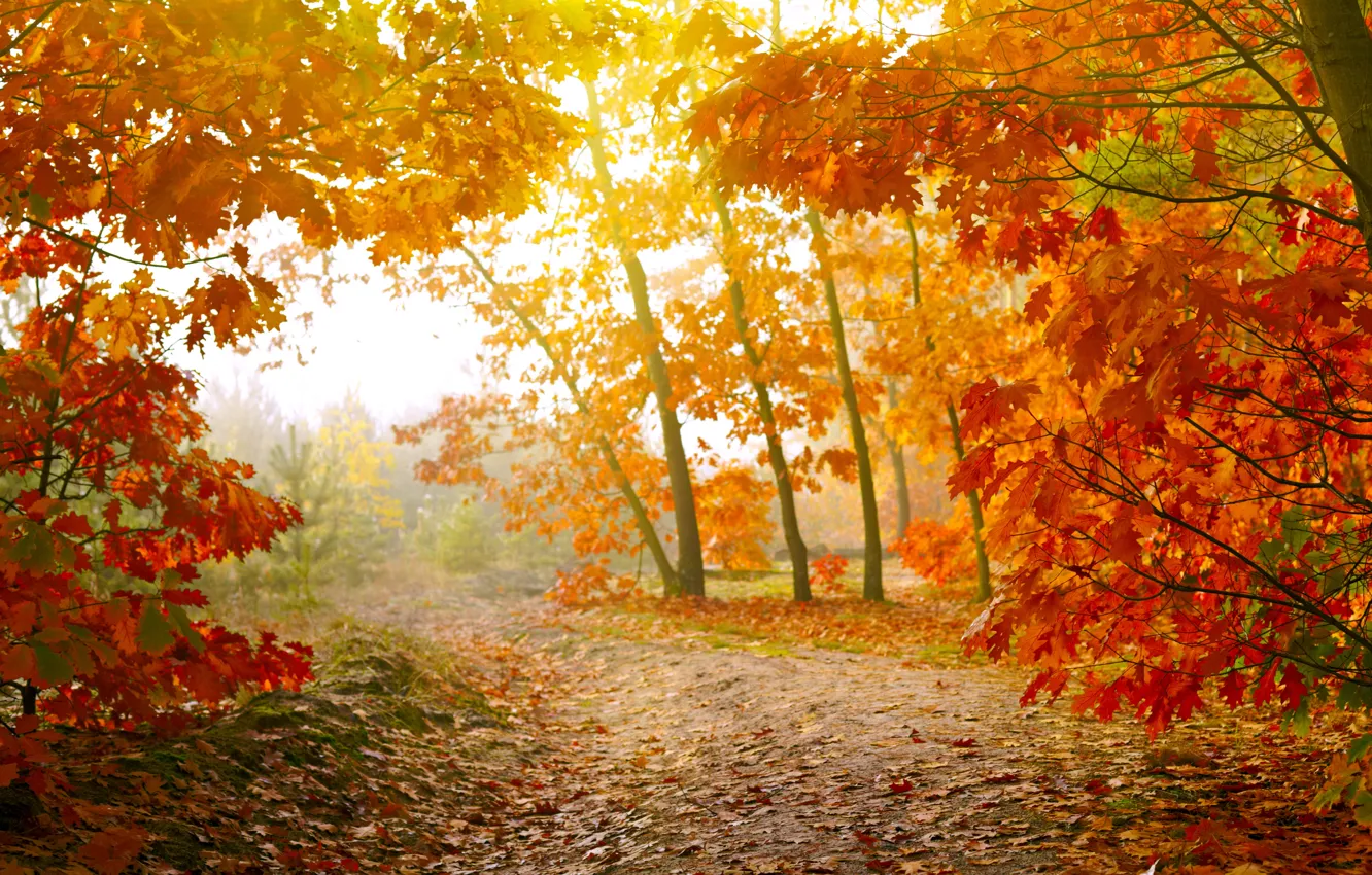 Photo wallpaper autumn, forest, leaves, trees, forest, autumn, leaves
