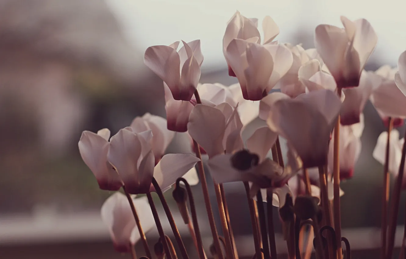 Photo wallpaper flowers, petals, pink, white