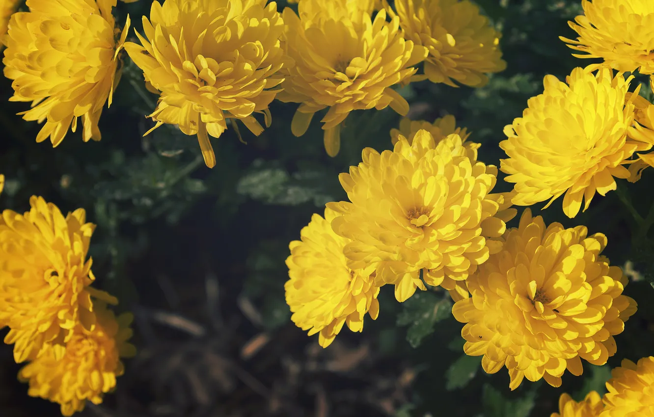 Photo wallpaper flowers, yellow, petals