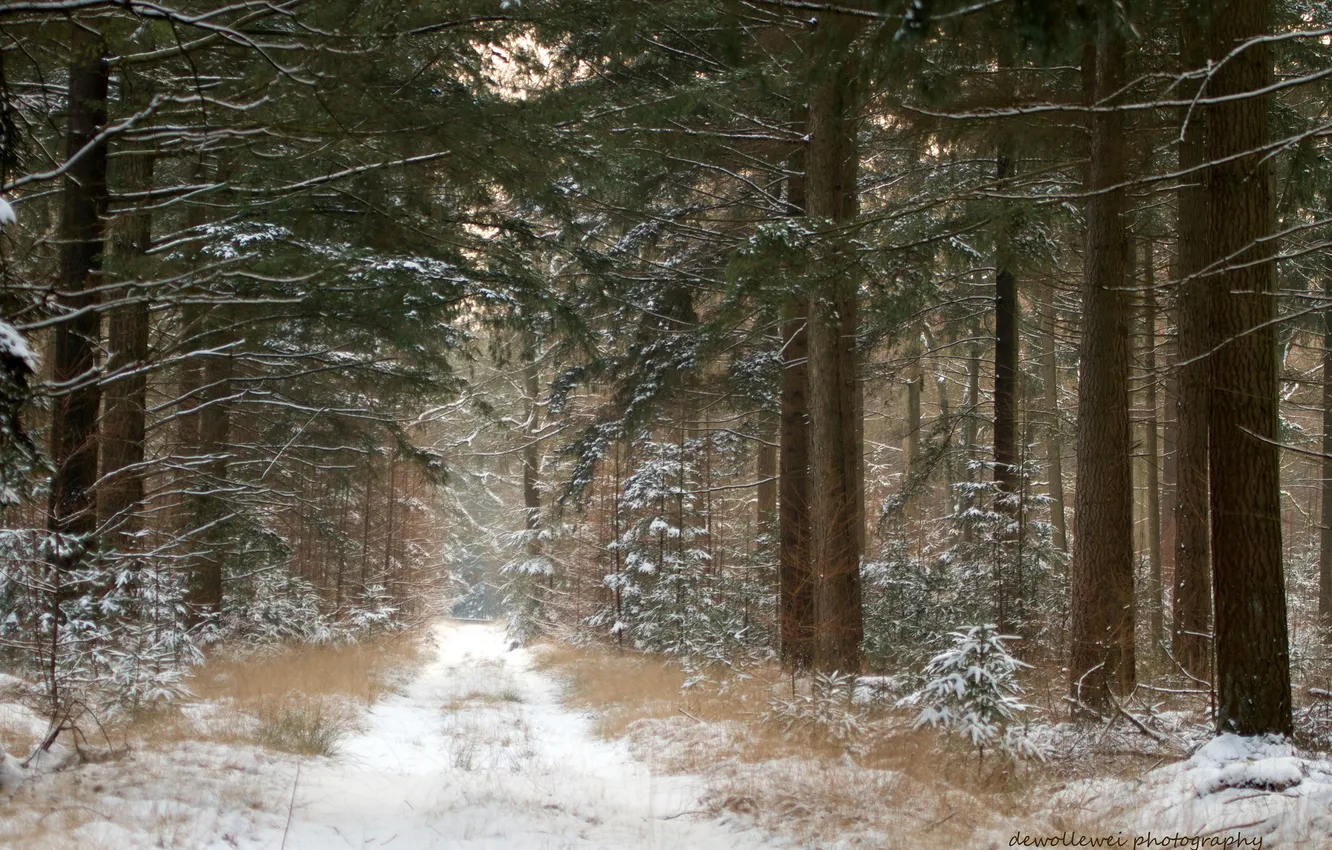Photo wallpaper winter, road, forest, snow, pine, Dewollewei