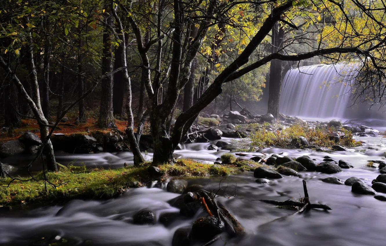 Photo wallpaper forest, trees, stones, waterfall, nature. river