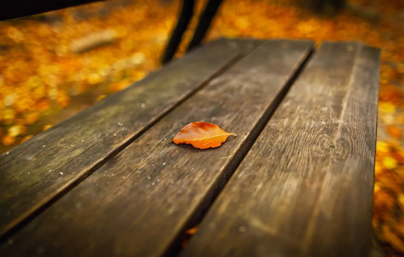 Photo wallpaper autumn, sheet, bench