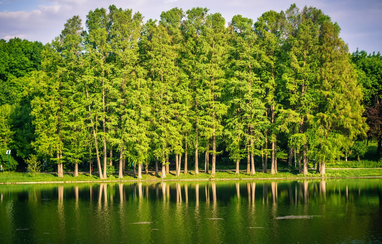 Photo wallpaper water, trees, landscape, pond, Park