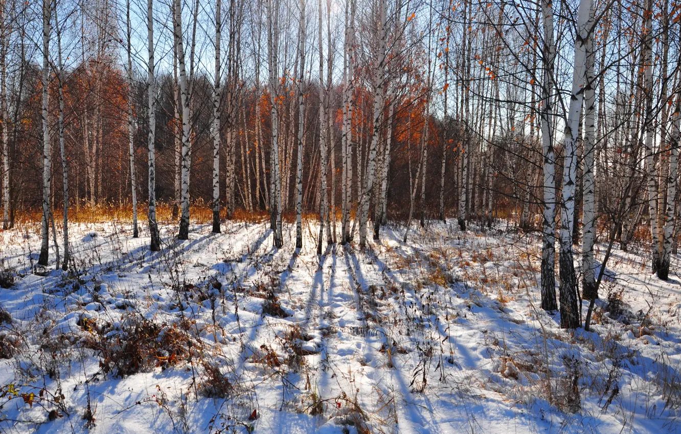 Photo wallpaper autumn, snow, nature, birch