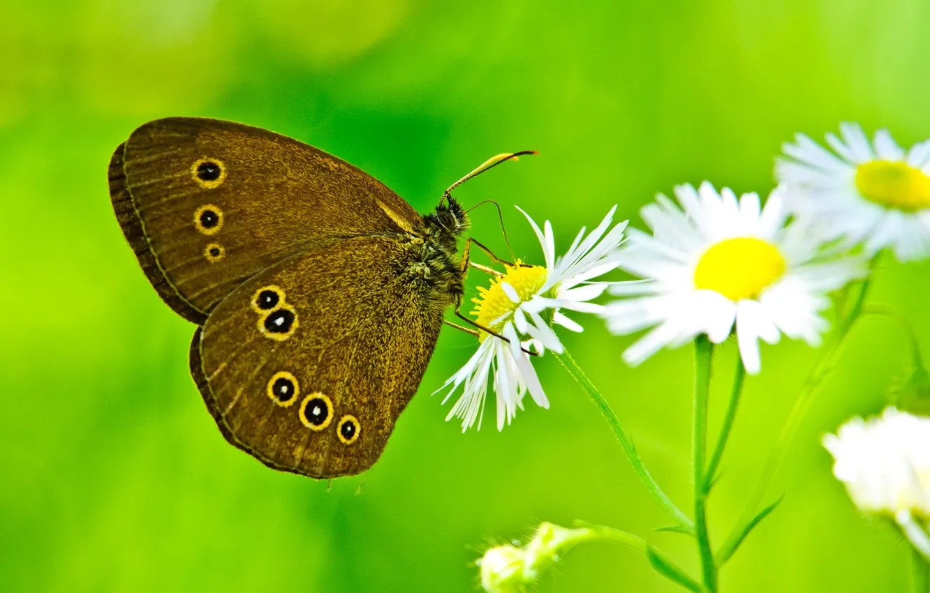 Photo wallpaper flowers, butterfly, wings, petals, moth