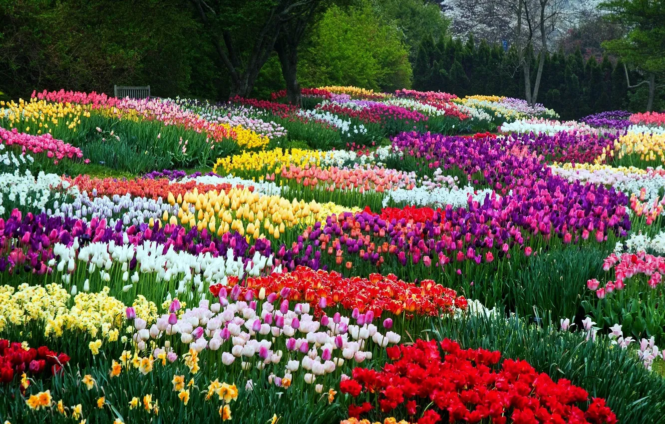 Photo wallpaper Park, tulips, flowerbed