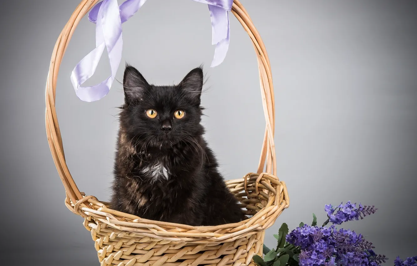 Photo wallpaper cat, cat, flowers, basket, black