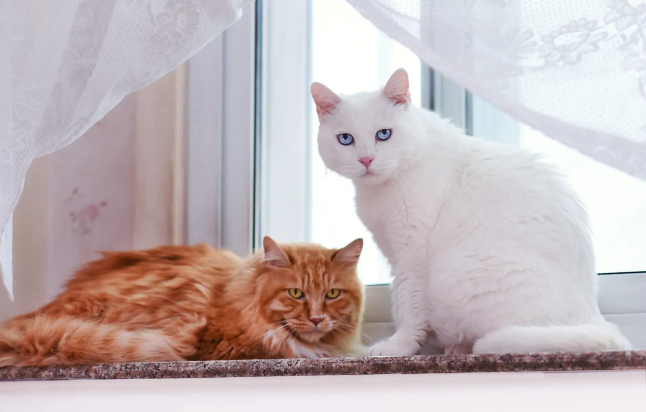 Photo wallpaper cat, cat, look, pose, face