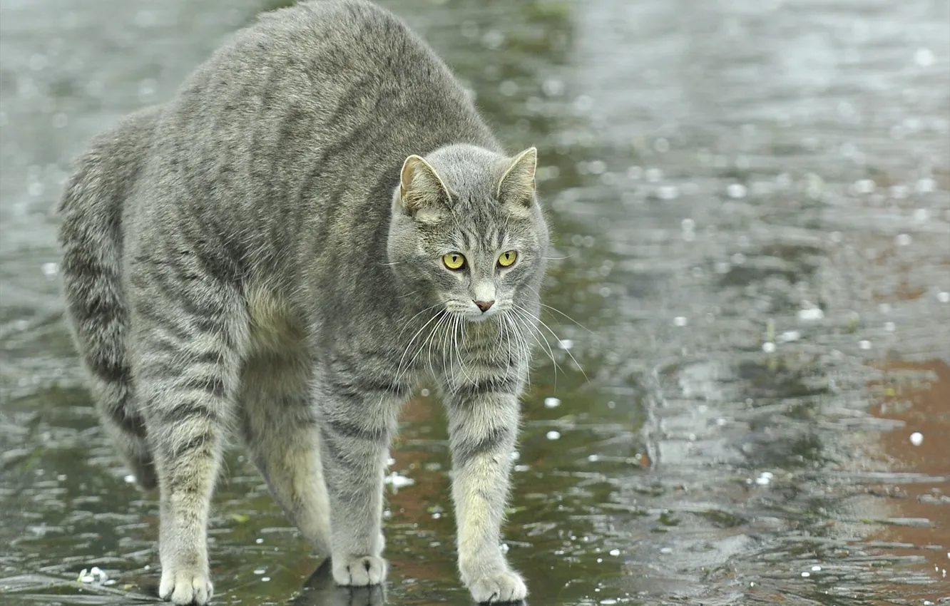 Photo wallpaper cat, cat, rain, street, back, arc, puddle