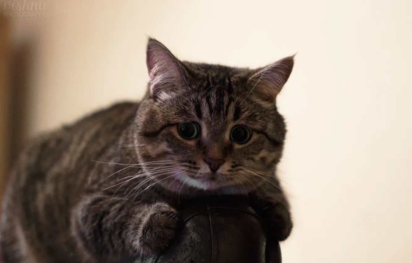 Photo wallpaper cat, look, room, cat, chair, fluffy, Kote, Metis