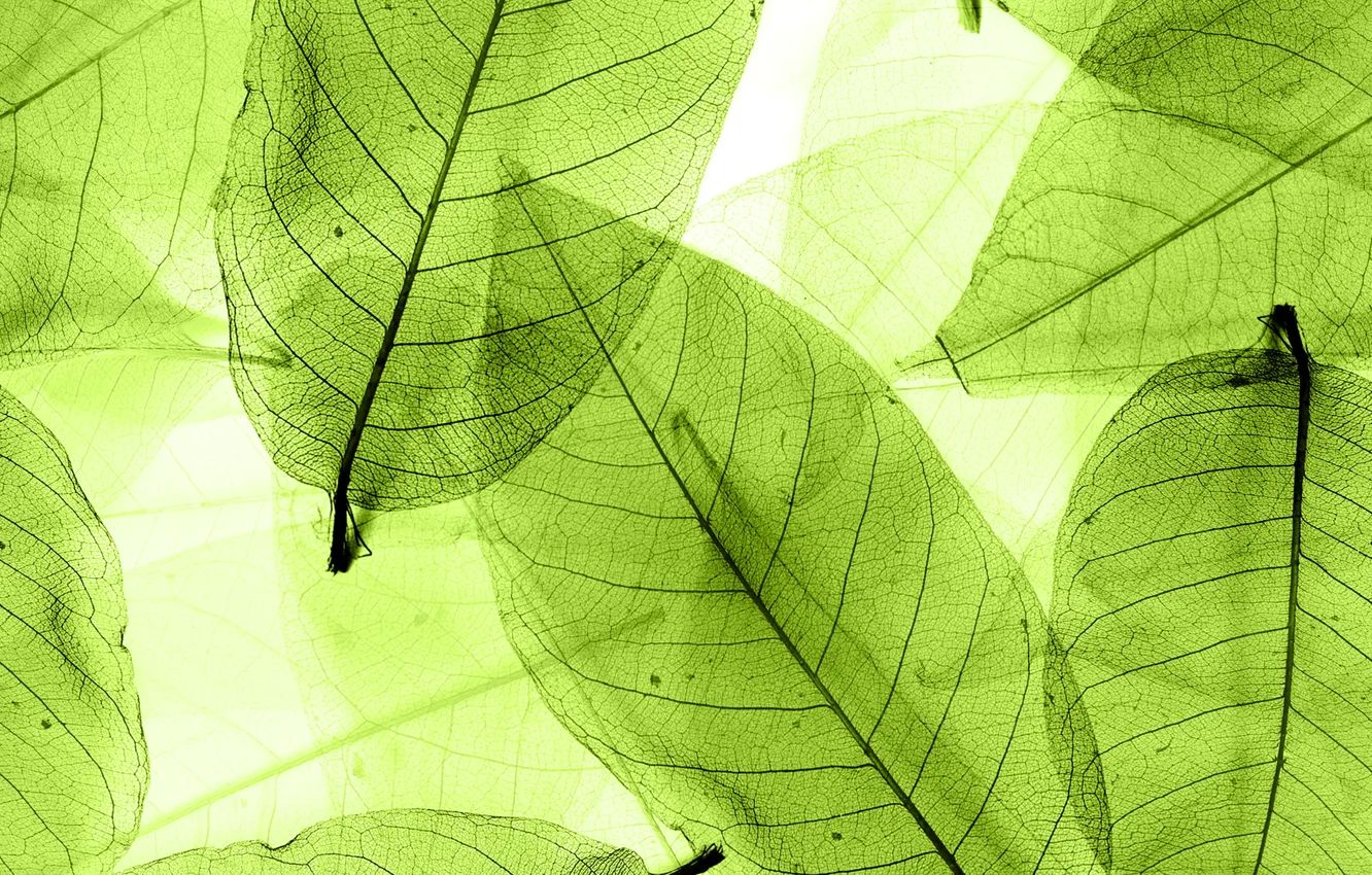 Photo wallpaper leaves, green, abstract, leaves, macro, transparent